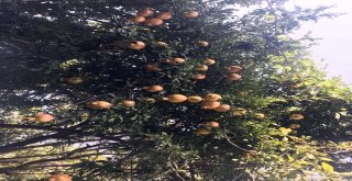 (Özel) Bitlis Ekonomisine İncir Ve Nar Desteği