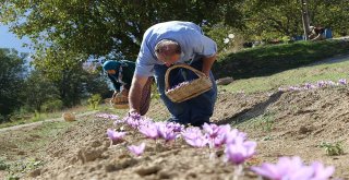 Kilosu 30 Bin Tl Olan Safranda Hasat Başladı
