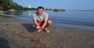 Orduda Sahile Fındık Vurmaya Devam Ediyor