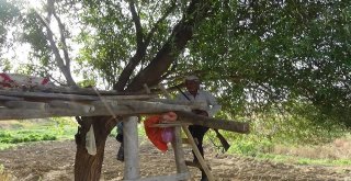 (Özel) Karpuzu Böyle Koruyorlar