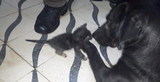 (Özel) Köpek Yavru Kediye Annelik Yapıyor