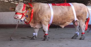 Bir Ton 170 Kilogramlık Kral Görücüye Çıktı