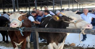 Canlı Hayvan Pazarı Törenle Açıldı