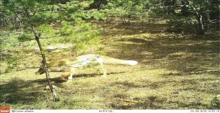 Hitit Üniversitesi Çorumdaki Yaban Hayvan Çeşitliliğini Araştıracak