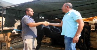 Bayraklı Belediyesi Kurban Bayramına Hazır