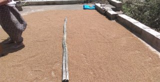 Bulgur Kaynatma Sezonu Başladı