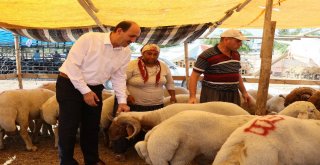 Adanada Kurbanlıklar Pazardaki Yerlerini Aldı