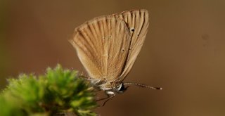 Gümüşhane Kelebeklerine Yeni Bir Tür Daha Eklendi