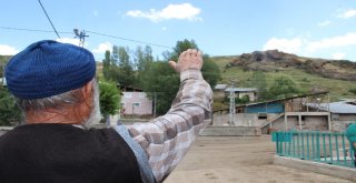 Erzurumda Aynı Köyde İkinci Ayı Saldırısı