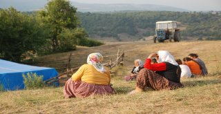 (Özel) Evrimi Bulana Tek Varlığı Olan Hayvanlarını Verecek