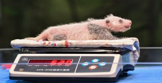 Çinde Doğan Dev Pandalar Muayene Edildi