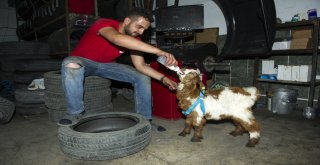 (Özel Haber) Biberonla Beslenen Oğlak Oto Sanayinin Maskotu Oldu