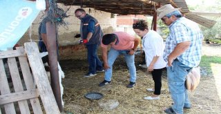 Germencikte Besicilere Karasinekle Mücadele Desteği