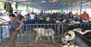 Kurban Pazarı Hareketlendi