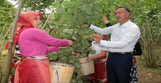 (Özel) Fındık Hasadı Dua Ve Kemençeyle Başladı