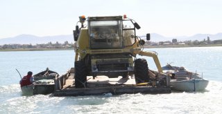 Adadaki Hasat Sonrası Biçerdöverin Göldeki Yolculuğu