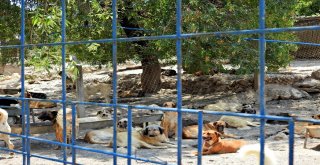 Hayvan Barınağında Olumsuz İddialara Kaymakamdan Denetleme