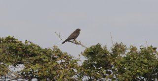 (Özel Haber) Karacabey Longozunda 270.tür Böyle Kaydedildi