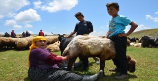 Berivanlar Yılın İlk Sütünü Sağdı