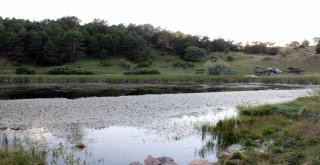 Hastalığına Çare Arayan Bu Göle Gidiyor