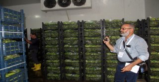 Alanya Muzunun Sırrı Araştırılıyor