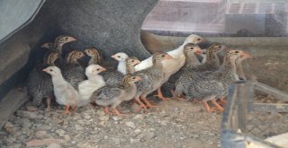 (Özel) Bu Tavuklar Kene Düşmanı