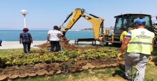 Kuşadasına 29 Palmiye Ağacı Dikildi