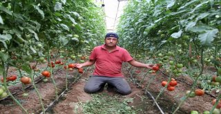 Türkiyenin Domates Merkezinden Tüketiciye Müjdeli Haber