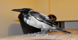 Yaralı Kargayı İyileşene Kadar Evinde Misafir Edecek