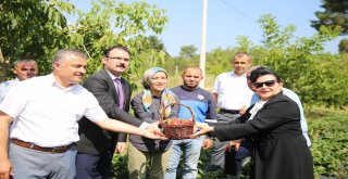 Vali Hanım Çileğinin İlk Hasadını Vali Hanım Yaptı