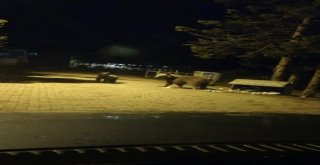 (Özel Haber) Uludağda Aç Kalan Ayı Ailesi Yerleşime İndi, Çöp Konteynerlerini Böyle Devirdi