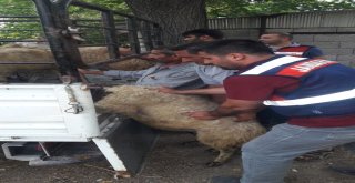 Çalınan Koyunlarına Kavuşan Kadının Sevinci