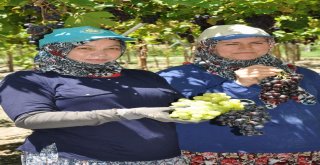 Manisada Üzüm Hasadı Başladı
