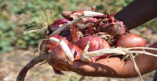 Bir Asırlık Kılıçlar Soğanının Hasadı Başladı