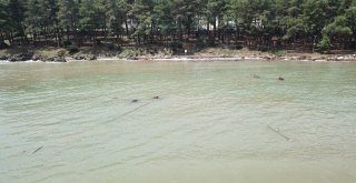 Fındık Değil Ağaç Topluluğu Adası