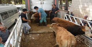 Altınözünde Genç Çiftçilere 85 Büyükbaş Hayvan Dağıtıldı