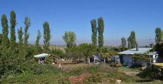 Mahallenin Kanalizasyonu Ağaçları Kuruttu