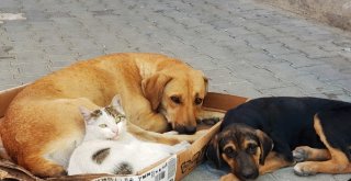(Özel) Kedi İle Köpeğin Dostluğu Görenleri Hayrete Düşürüyor