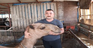 Otomobil Fiyatına Kurbanlık Deve