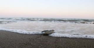 (Özel) Dünyanın Gözü Mersin Sahillerinde