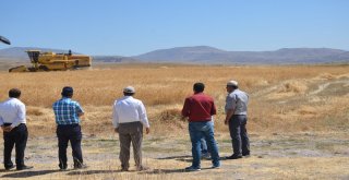 Arguvanda Sarı Bursa Buğdayı Ekildi