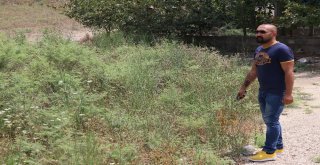 Kaybolan Maymununu Tarlada Sokakta Arıyor