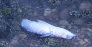 Manavgatta Balık Ölümleri