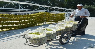 Manisada Kuru Üzüm İçin Hasat Erken Başladı