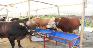 Manavgatta Kurban Pazarı Açıldı