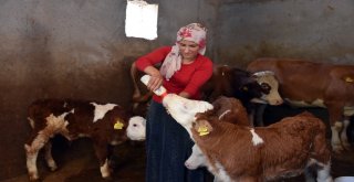 Satın Aldığı Sütle Yavru Danaları Biberonla Besliyor