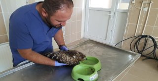 Ateşli Silahla Yaralanan Kızıl Şahin Tedavi Altına Alındı
