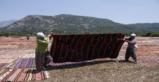 Buğday Tarlası, Halı Tarlasına Dönüştü