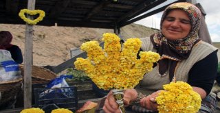 Giresun Yaylalarında Yetişen Bitkiler Yöre Halkının Geçim Kaynağı