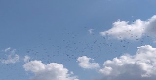 Leylekler, Silivri Semalarında Görsel Şölen Oluşturdu